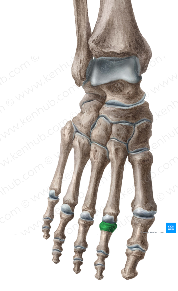 Base of proximal phalanx of 2nd toe (#2188)