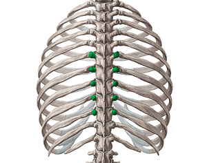 Transverse processes of vertebrae T6-T10 (#8339)