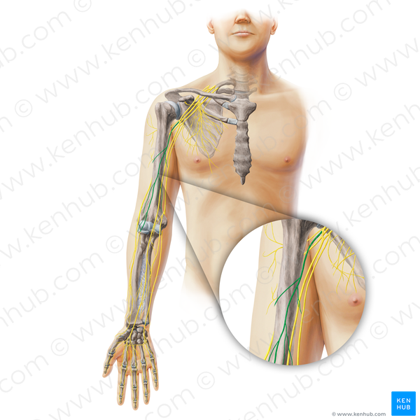 Musculocutaneous nerve (#19371)