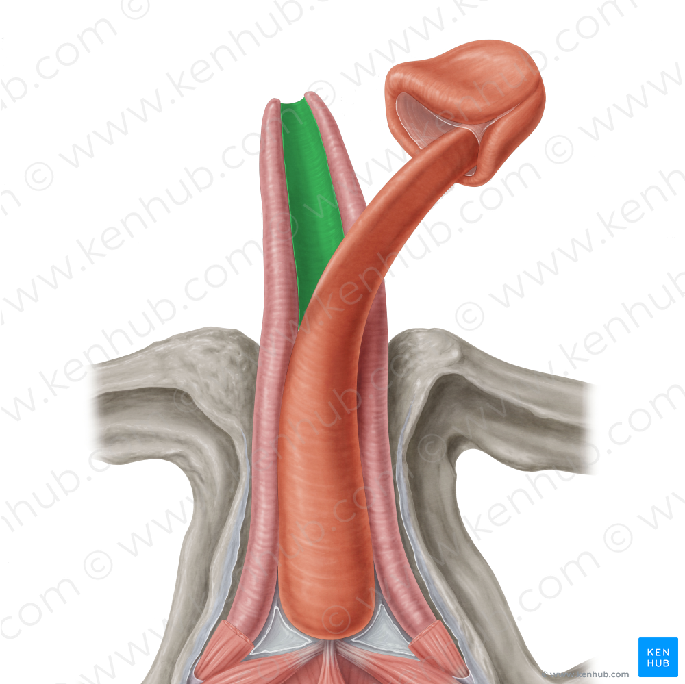 Intercavernous septum of deep fascia of penis (#7722)