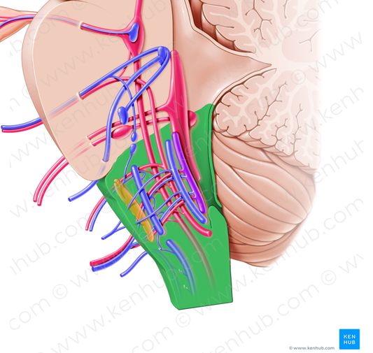 Medulla oblongata (#5005)