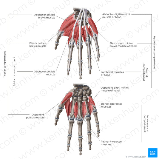 Muscles of the hand: Groups (English)