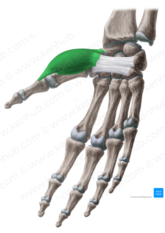 Abductor pollicis brevis muscle (#5171)