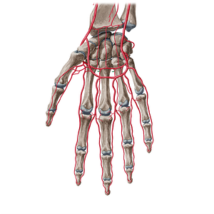 Perforating branches of palmar metacarpal arteries (#20485)