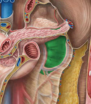 Left kidney (#8913)