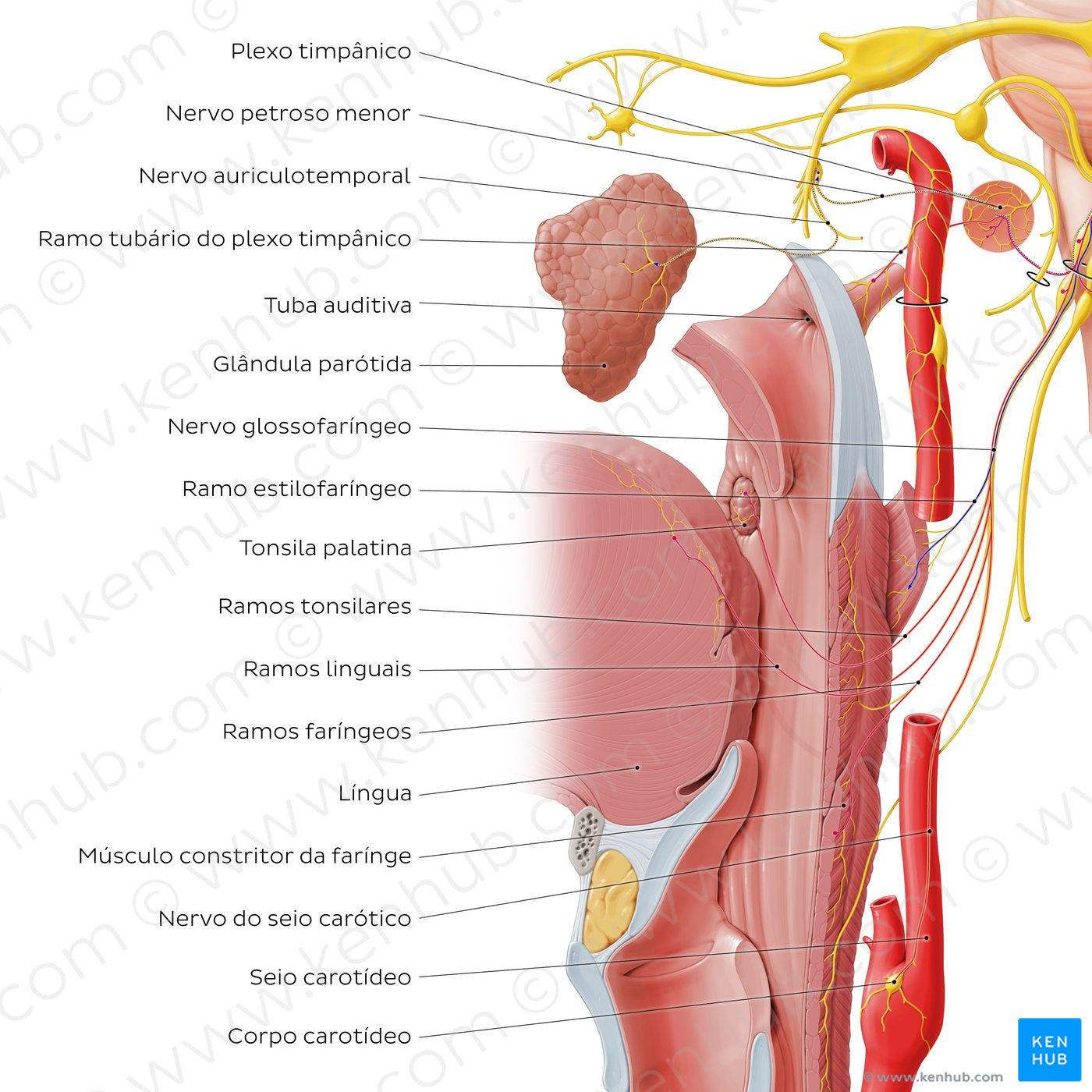 Glossopharyngeal nerve (distal branches) (Portuguese)