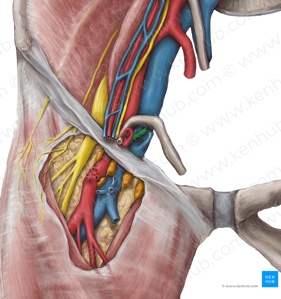 Inferior epigastric artery (#1189)