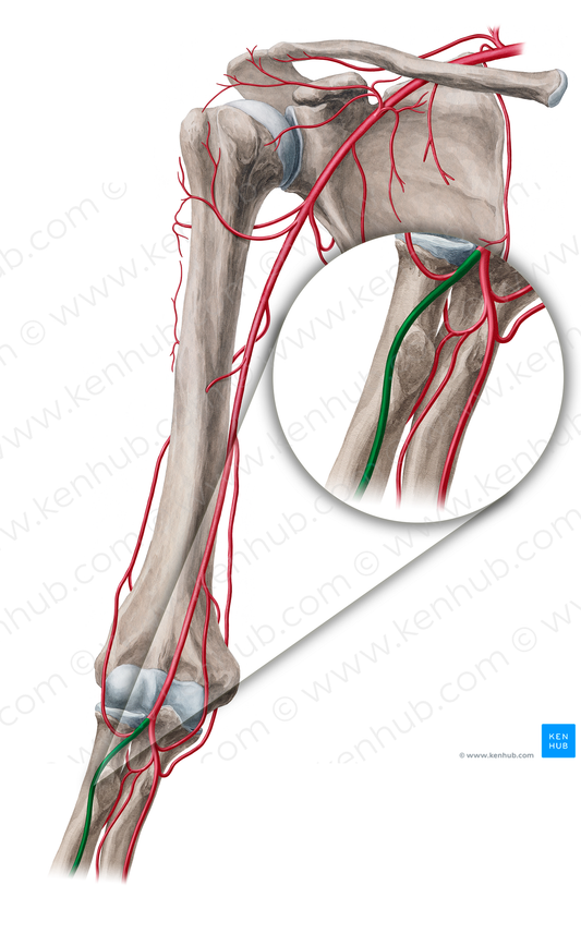 Radial artery (#18858)