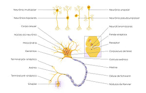 Neurons: Structure and types (Portuguese)