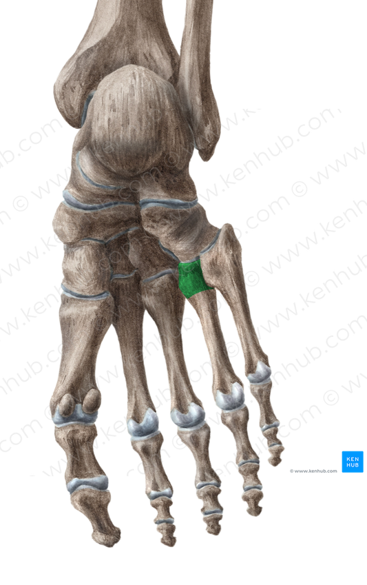 Base of 4th metatarsal bone (#2172)