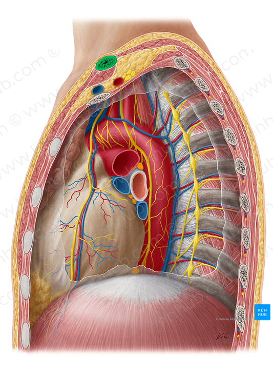 Clavicle (#2642)