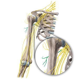Posterior branch of axillary nerve (#21677)