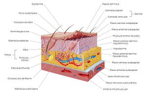 Integumentary system (Portuguese)