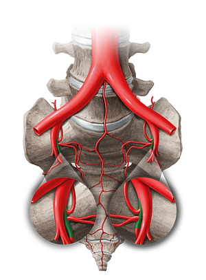 Posterior division of internal iliac artery (#14049)