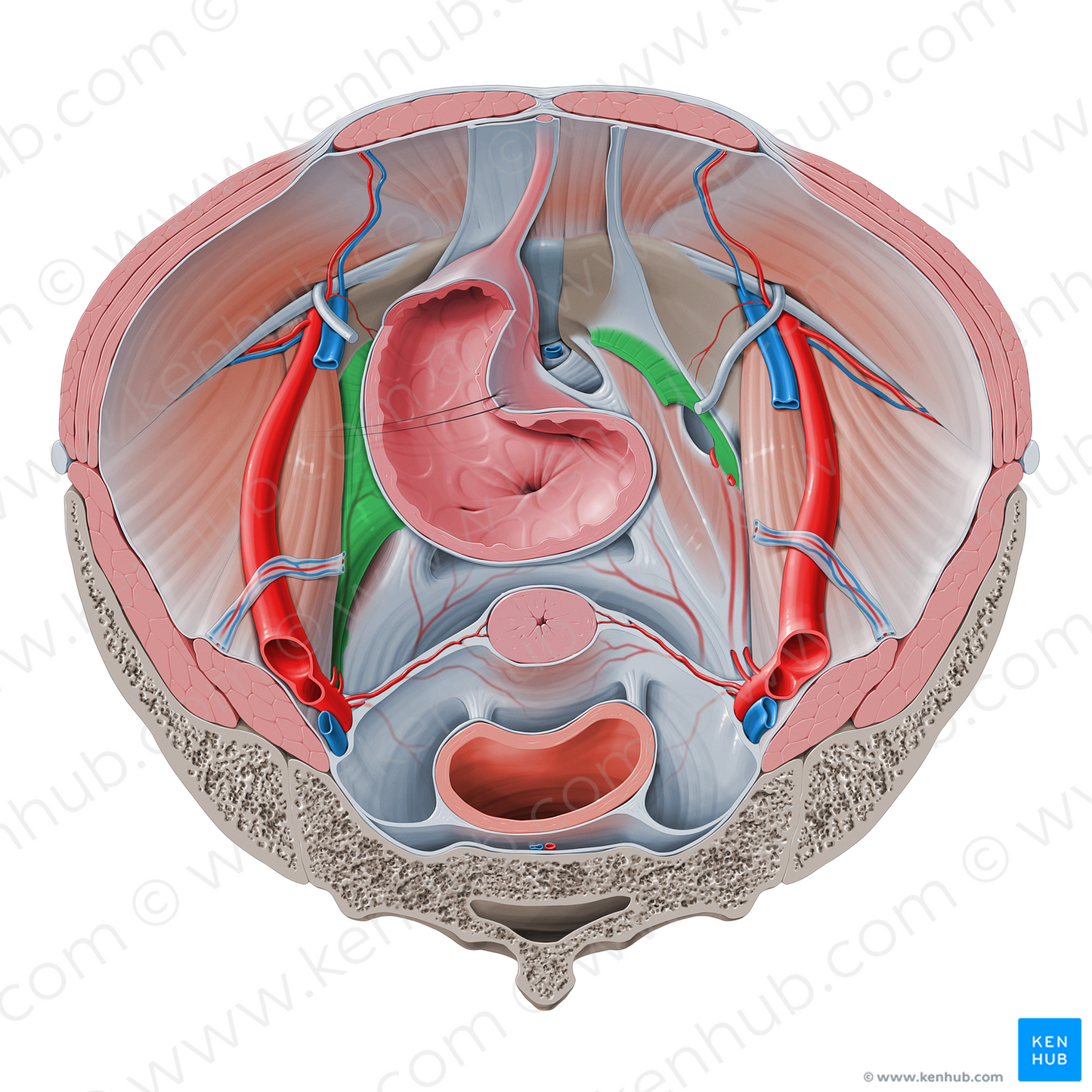 Lateral ligament of urinary bladder (#4565)