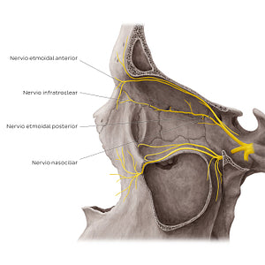 Nerves of orbit (Lateral view: eyeball removed) (Spanish)