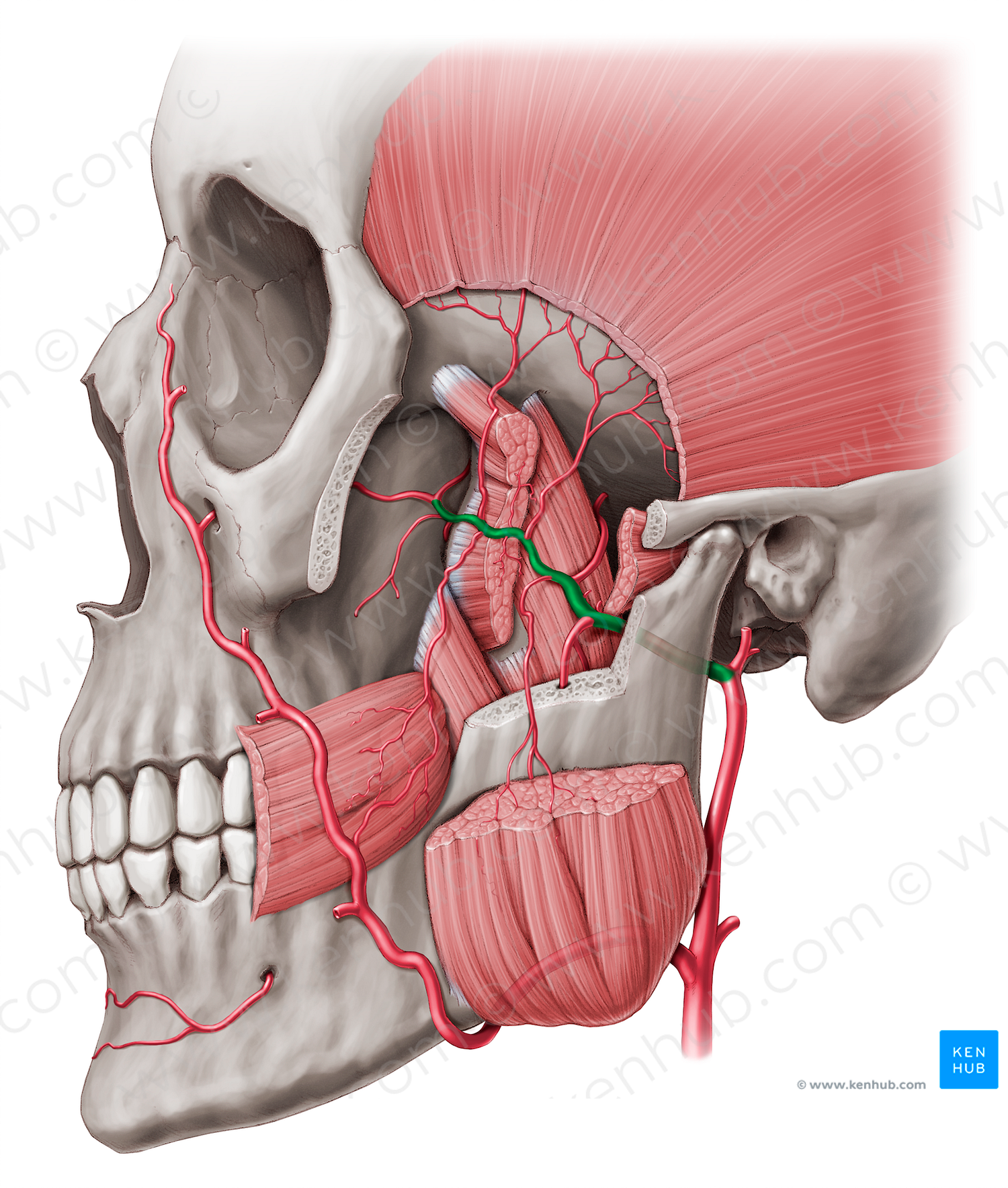 Maxillary artery (#1497)