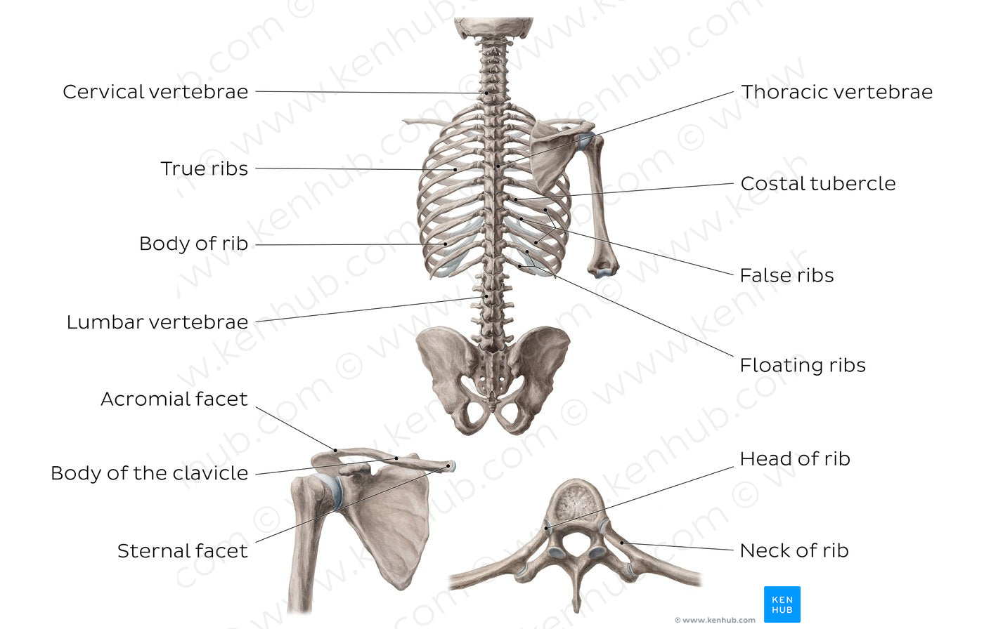 Bones of the dorsal trunk (English)