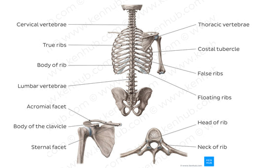 Bones of the dorsal trunk (English)