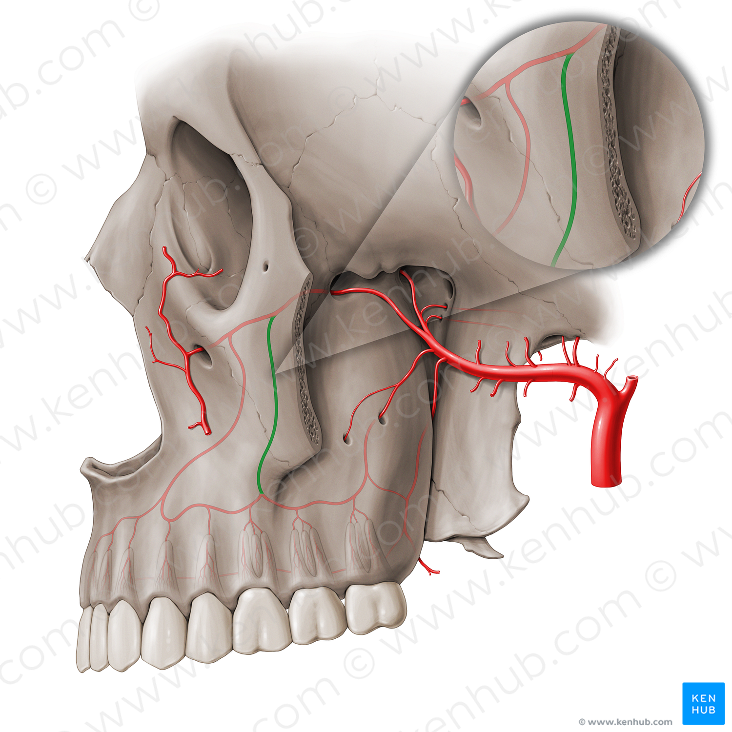 Middle superior alveolar artery (#18514)