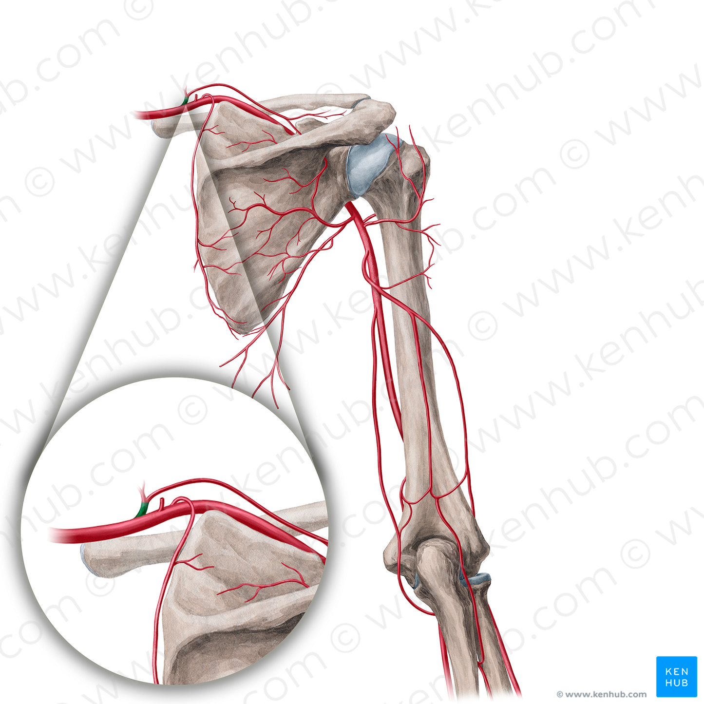 Thyrocervical trunk (#21707)