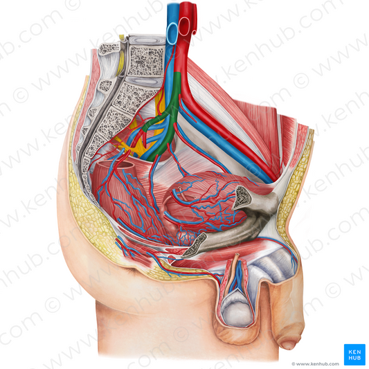 Left internal iliac artery (#1429)