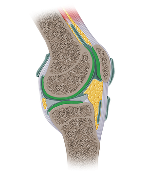 Articular cartilage of knee joint (#14117)