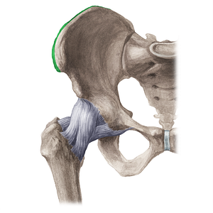 Outer lip of iliac crest (#21194)