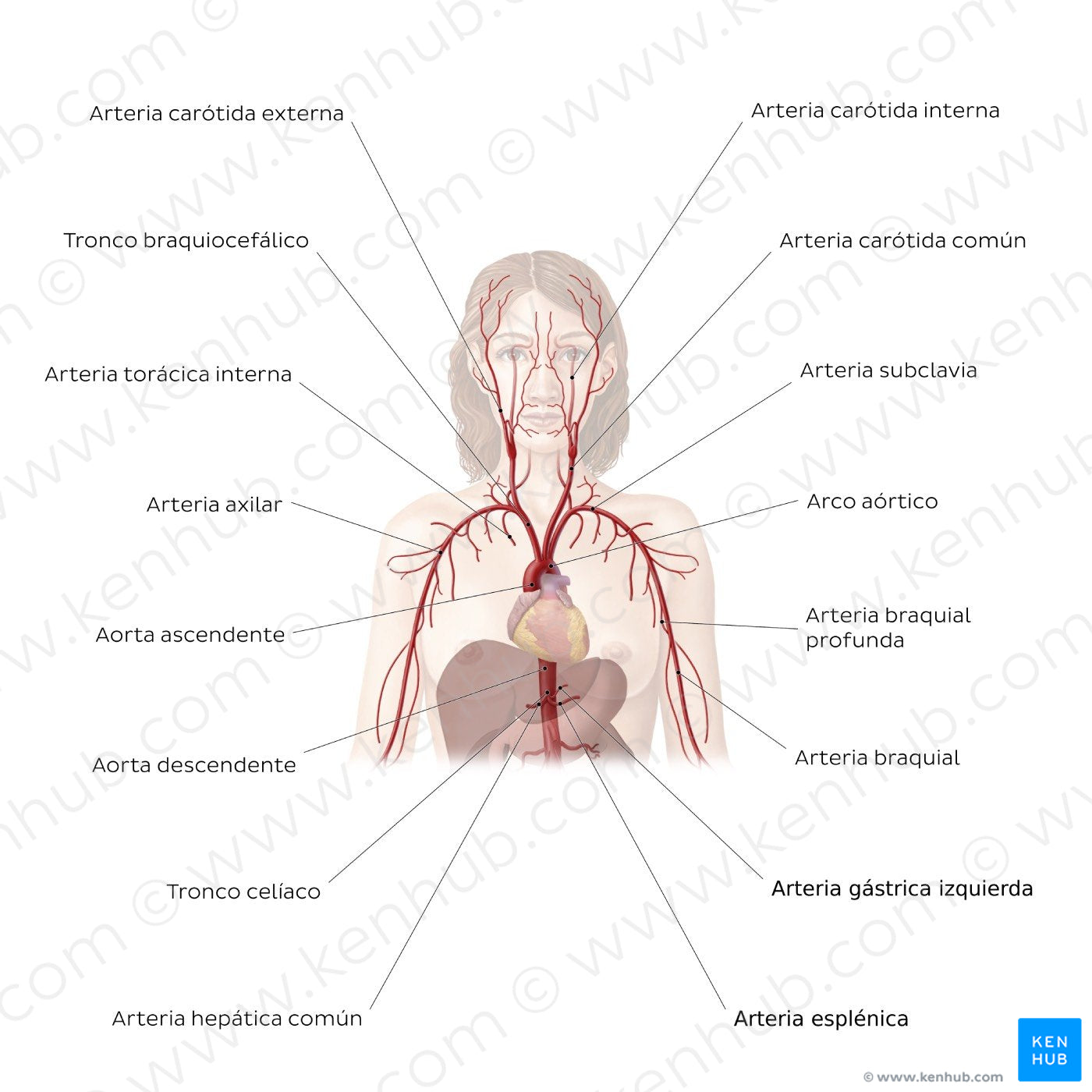 Cardiovascular system: Arteries of the upper part of the body (Spanish)