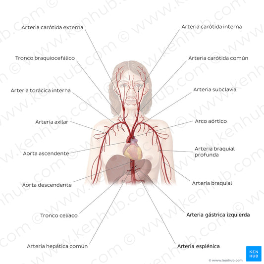 Cardiovascular system: Arteries of the upper part of the body (Spanish)