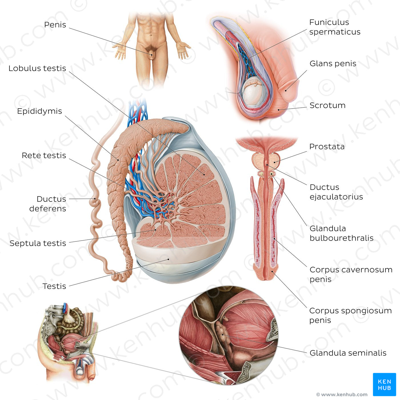 Male reproductive system (Latin)