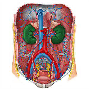 Kidney (#8907)