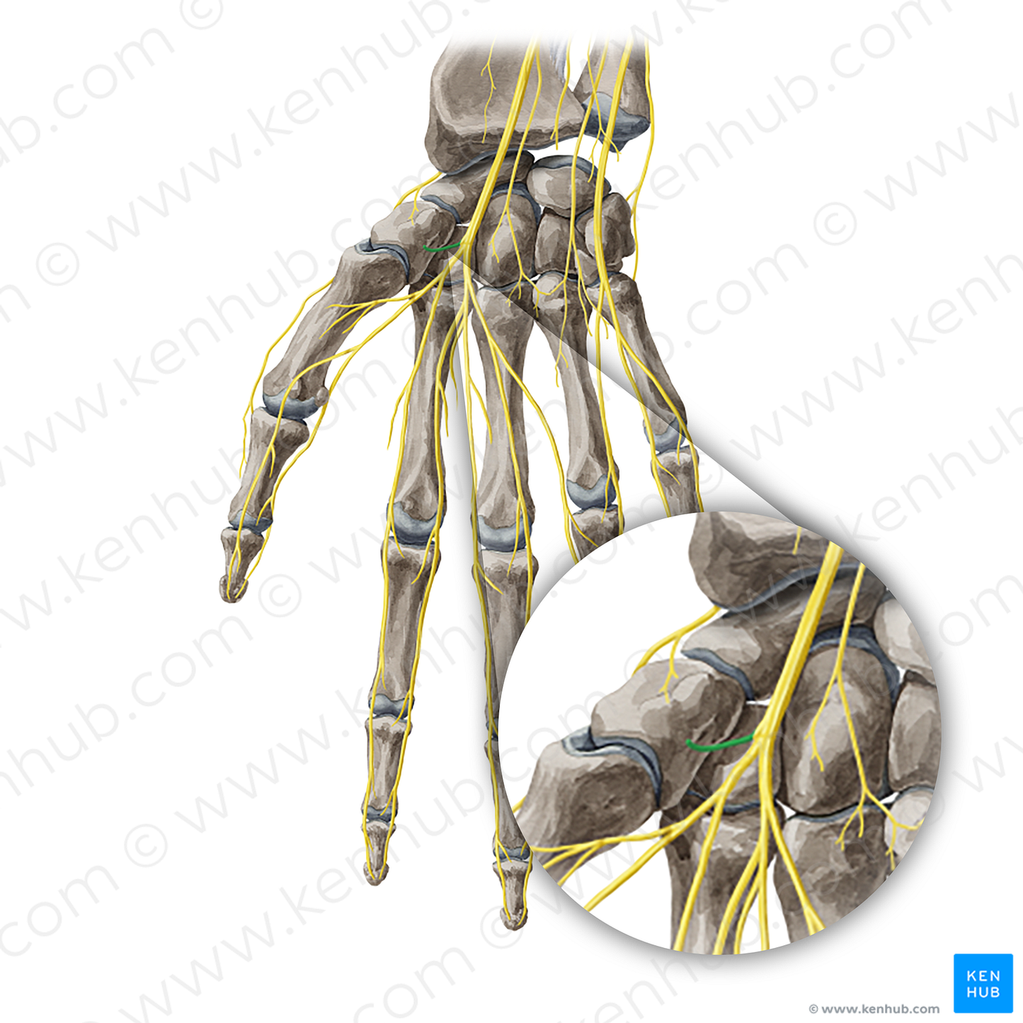 Recurrent branch of median nerve (#20410)