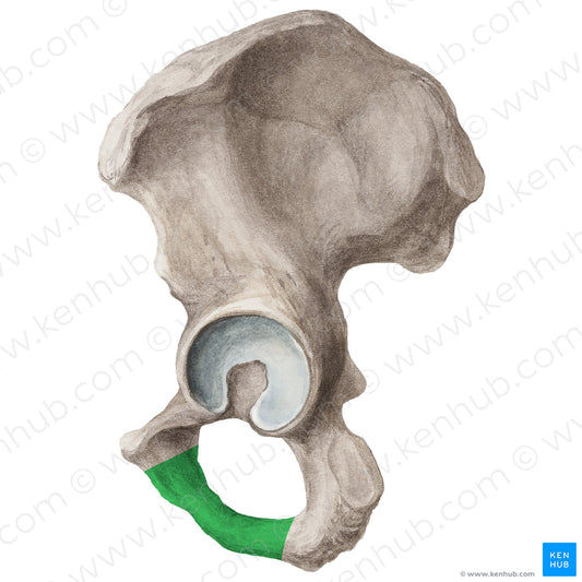 Ischiopubic ramus of hip bone (#20278)