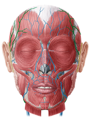 Superficial temporal vein (#10629)