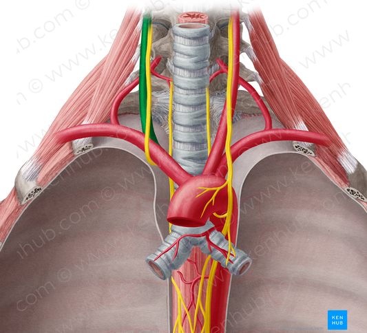 Right common carotid artery (#939)