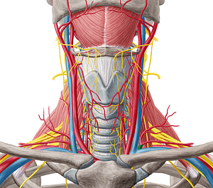 Thyrocervical trunk (#9659)