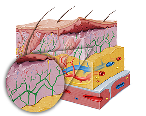 Subdermal vessel plexus (#8052)