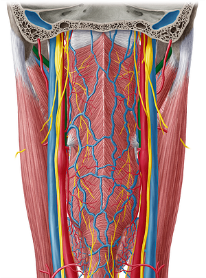 External carotid artery (#961)