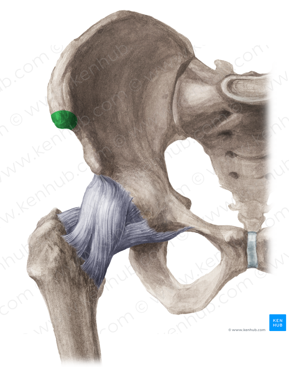Anterior superior iliac spine (#9093)