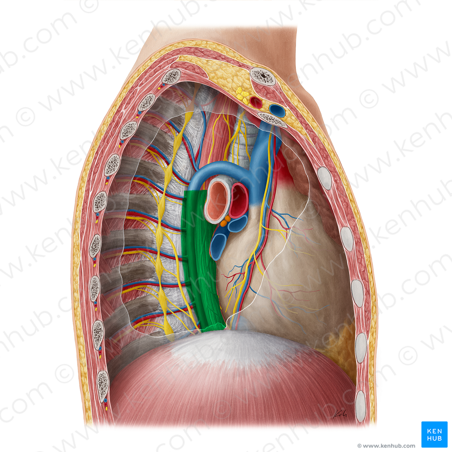 Posterior mediastinum (#16205)