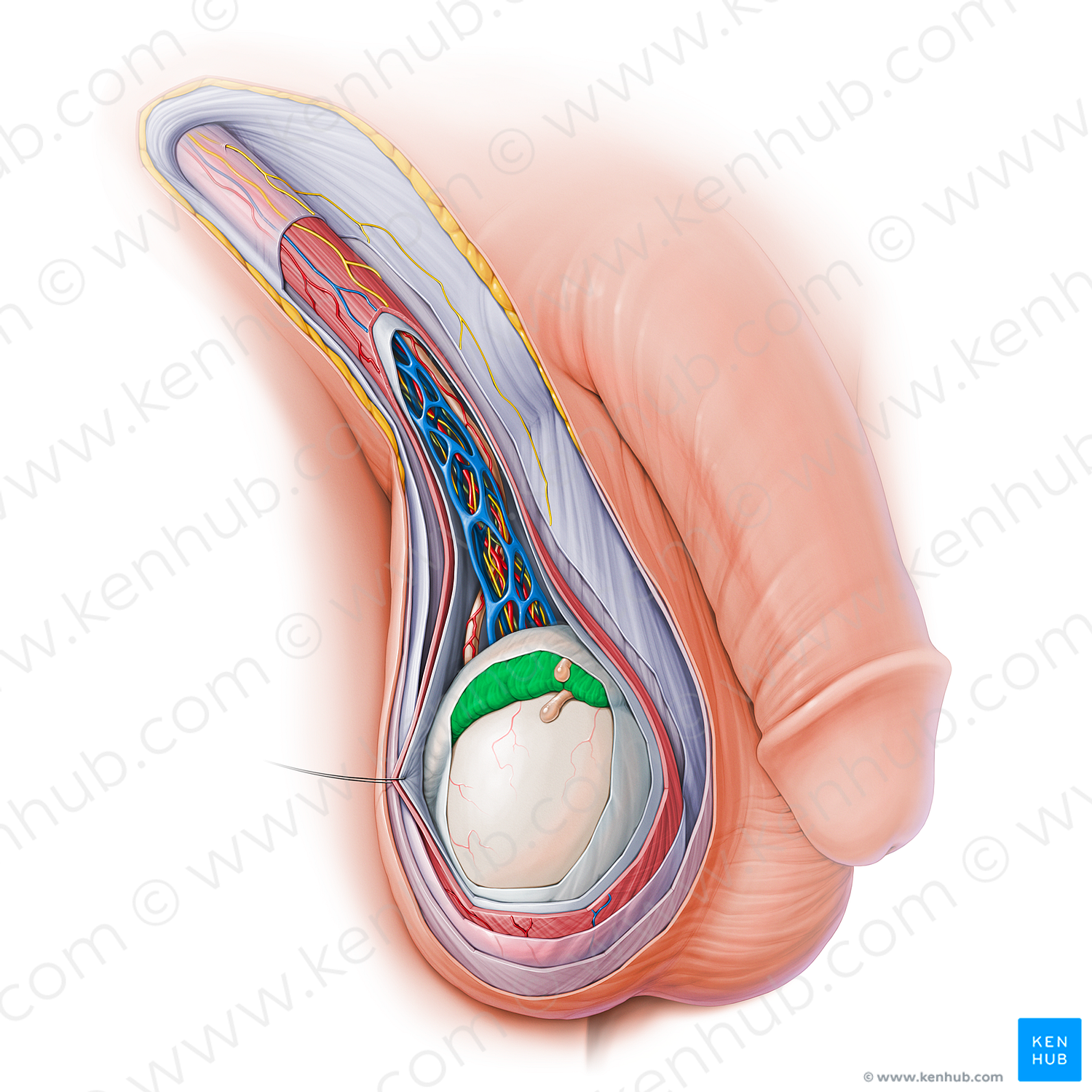 Epididymis (#15141)