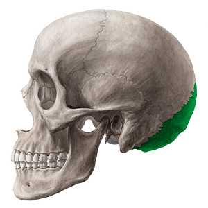 Occipital bone (#7451)