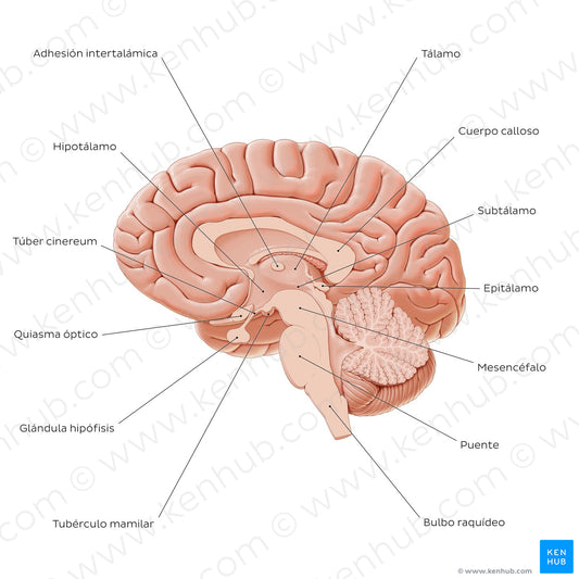 Overview of diencephalon (Spanish)