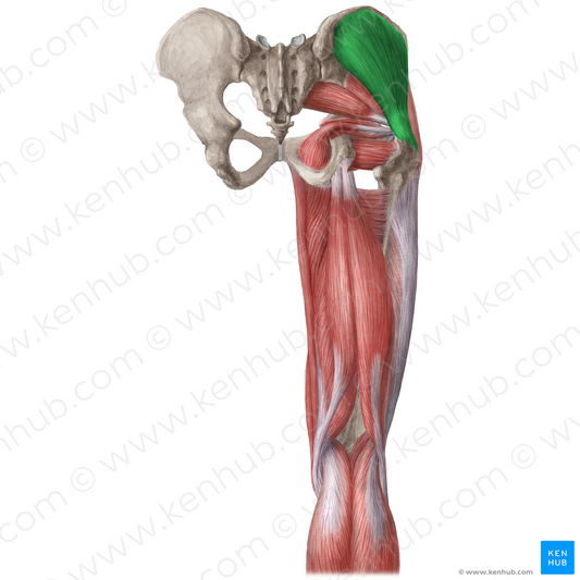 Gluteus medius muscle (#19648)