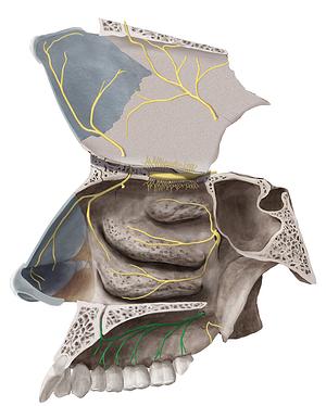 Greater palatine nerve (#6650)