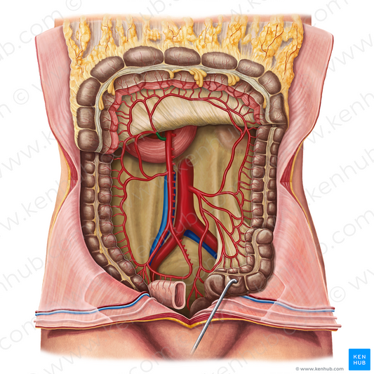 Middle colic artery (#1054)