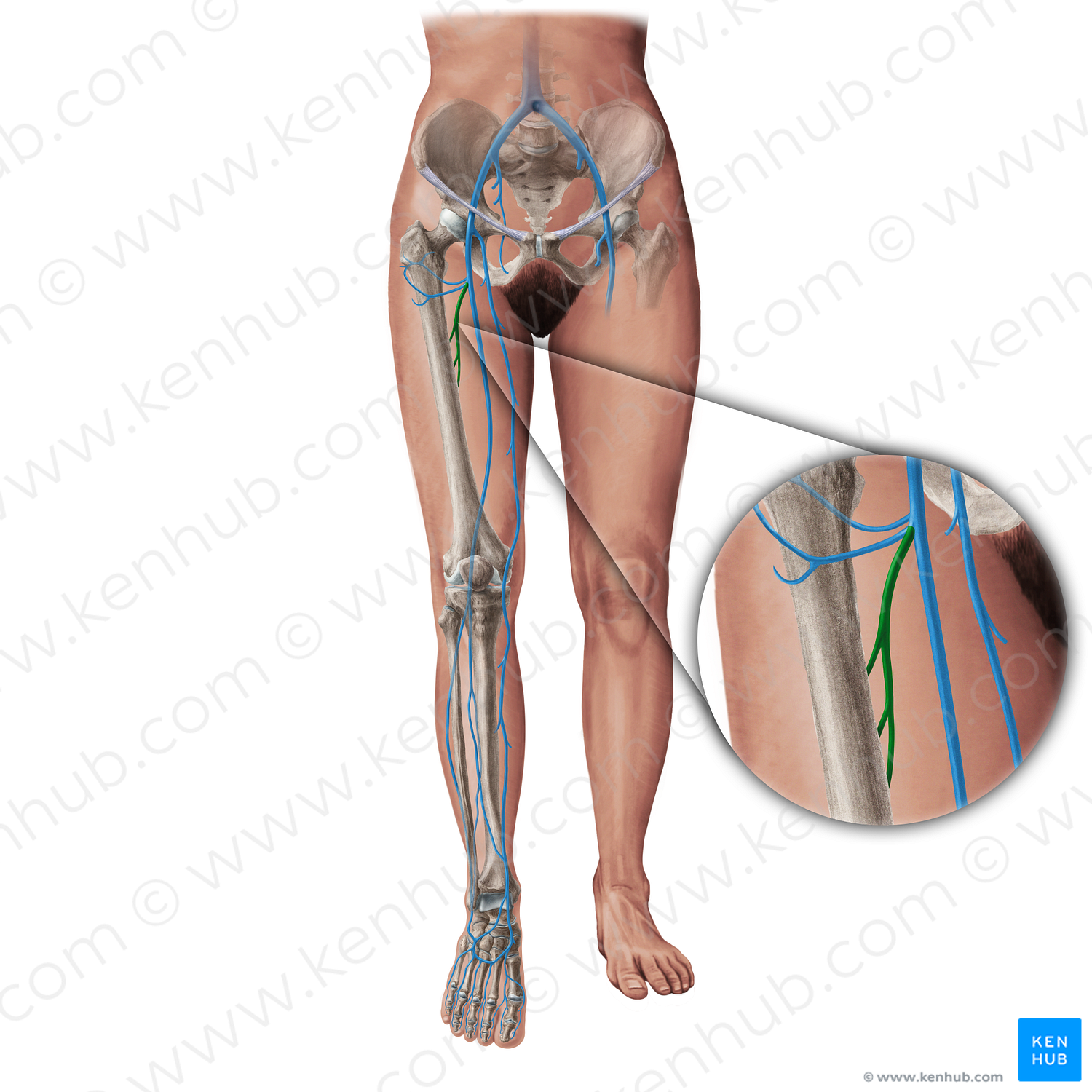 Deep femoral vein (#19417)