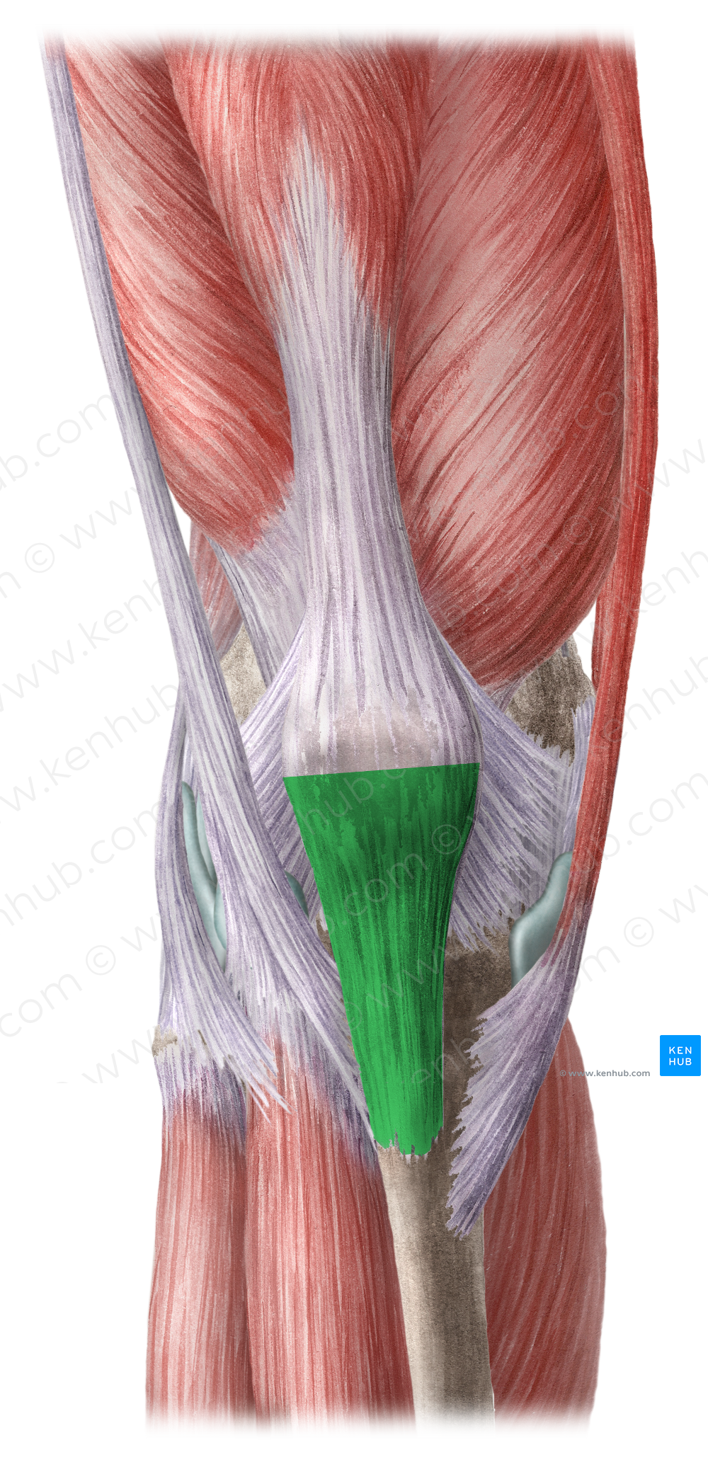 Patellar ligament (#4590)