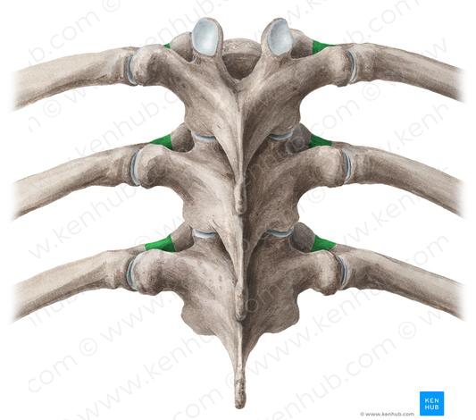 Neck of rib (#2679)